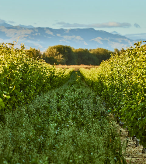 Sustainability: Inter row cover crop planting in the vines