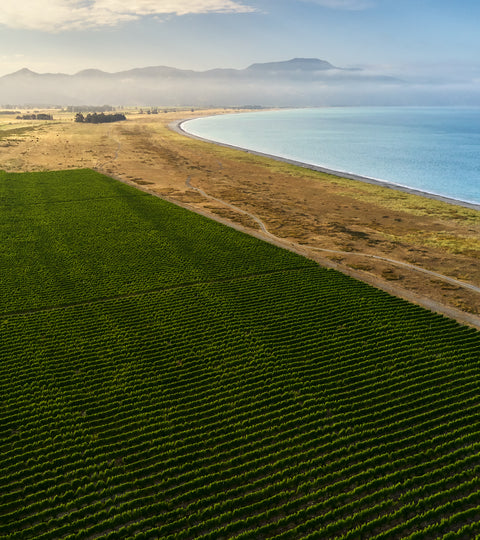 te Pa Wines featured in Jancis Robinson Matariki article