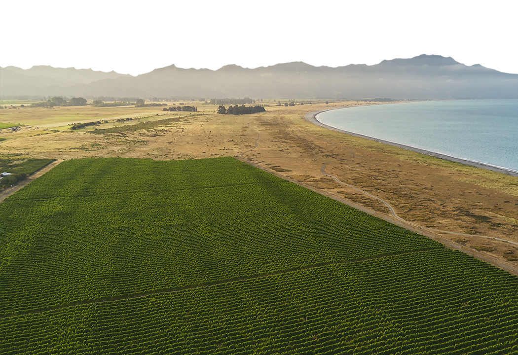 te Pā Reserve Collection Seaside Sauvignon Blanc