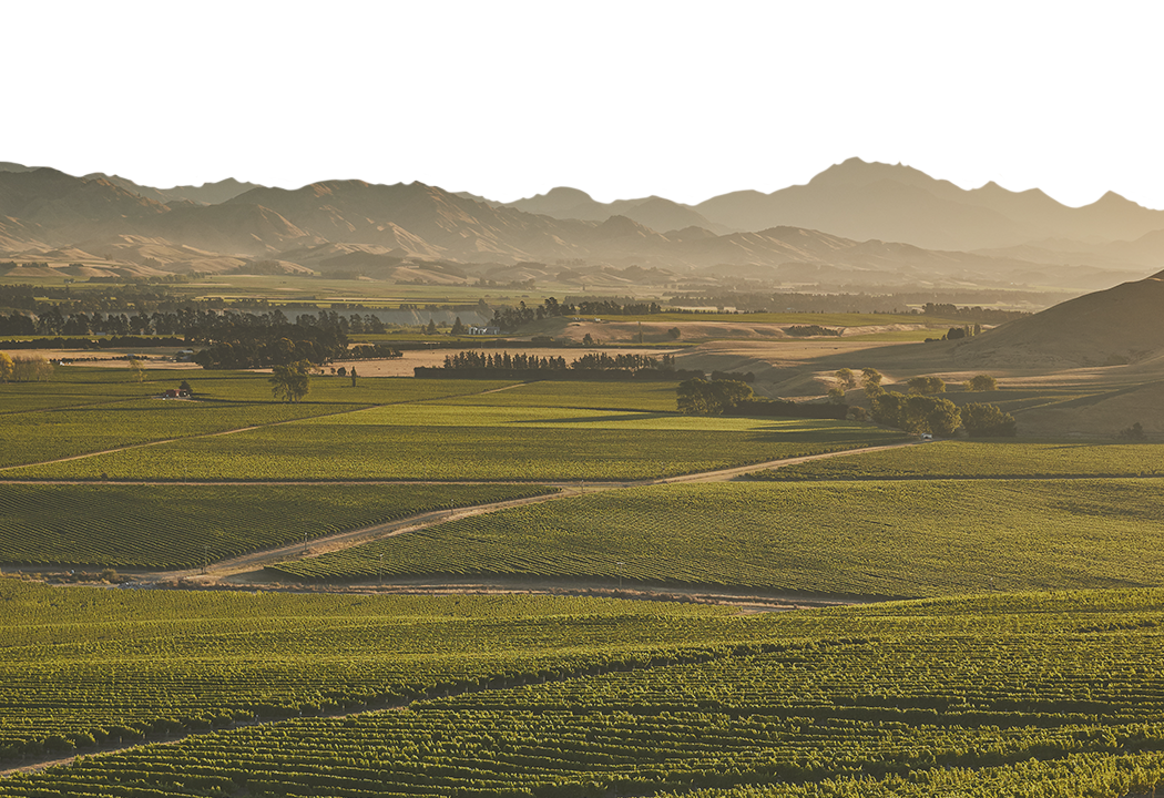 Montford Estate Chardonnay