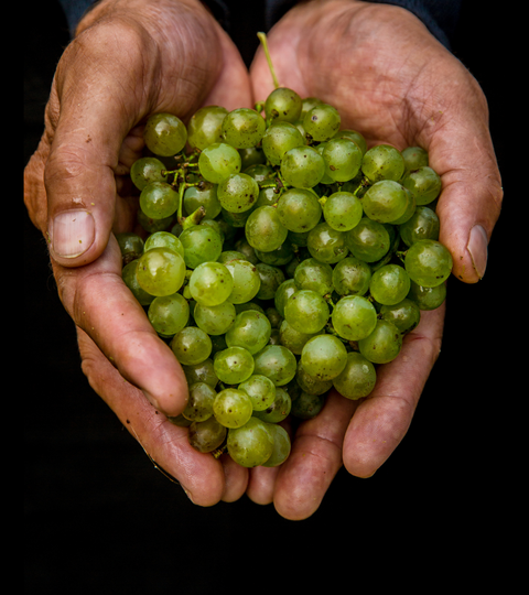 TUKU Māori Winemakers Collective wins Kāuta Producer of the Year Award