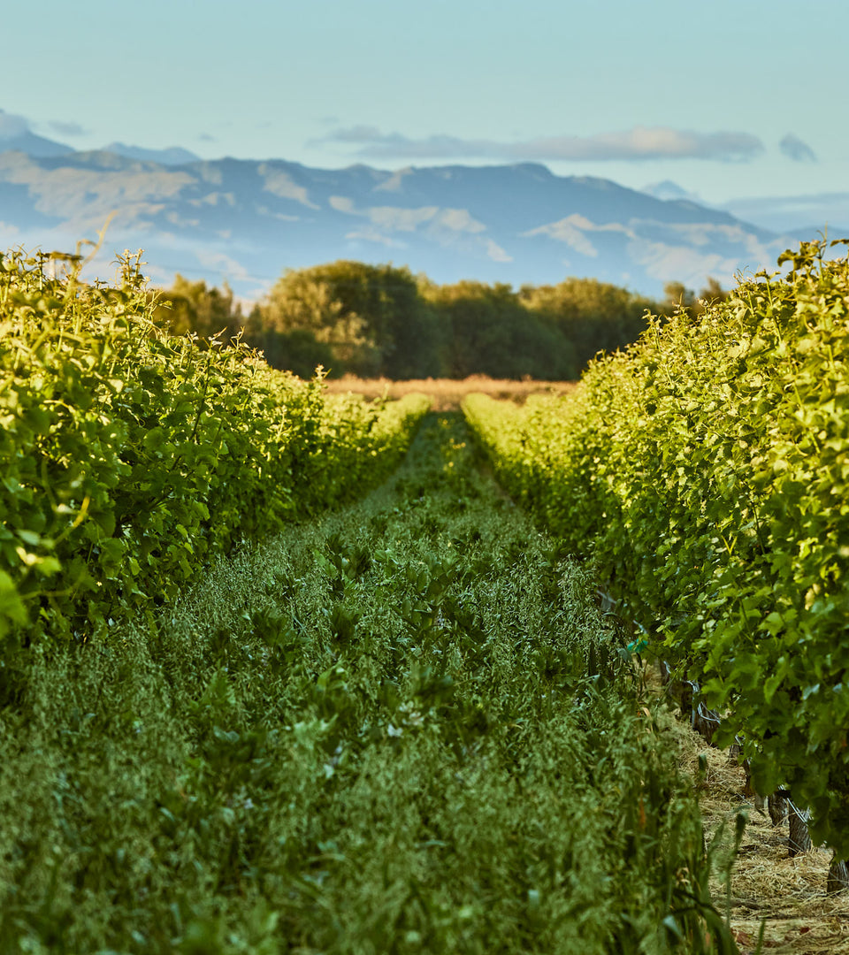 Sustainability: Inter row cover crop planting in the vines – te Pā Wines